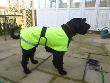 dog in fluor